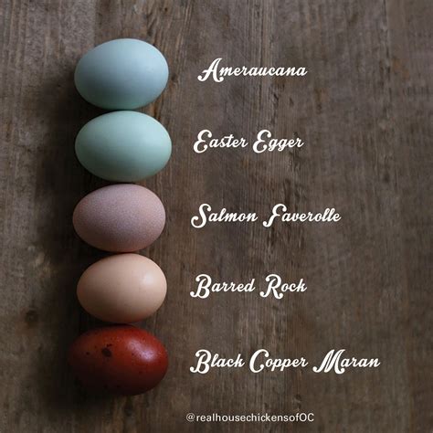 olive egger egg color chart.